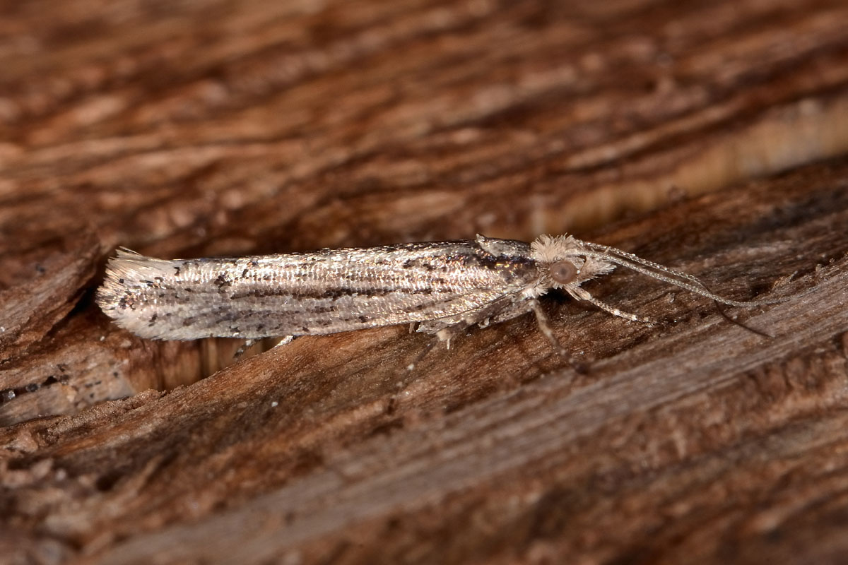 Ypsolophidae?  Si, Ypsolopha ustella